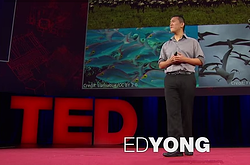 ed yong ted talk cultural parasites