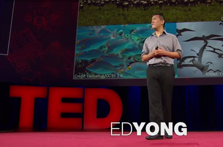 ed yong ted talk cultural parasites