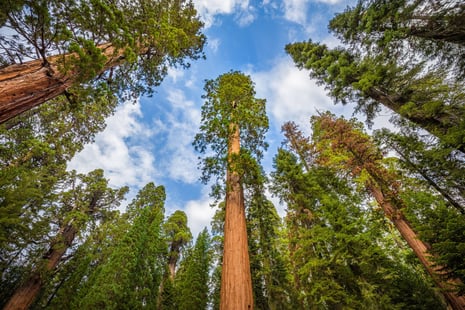 Redwood Forest